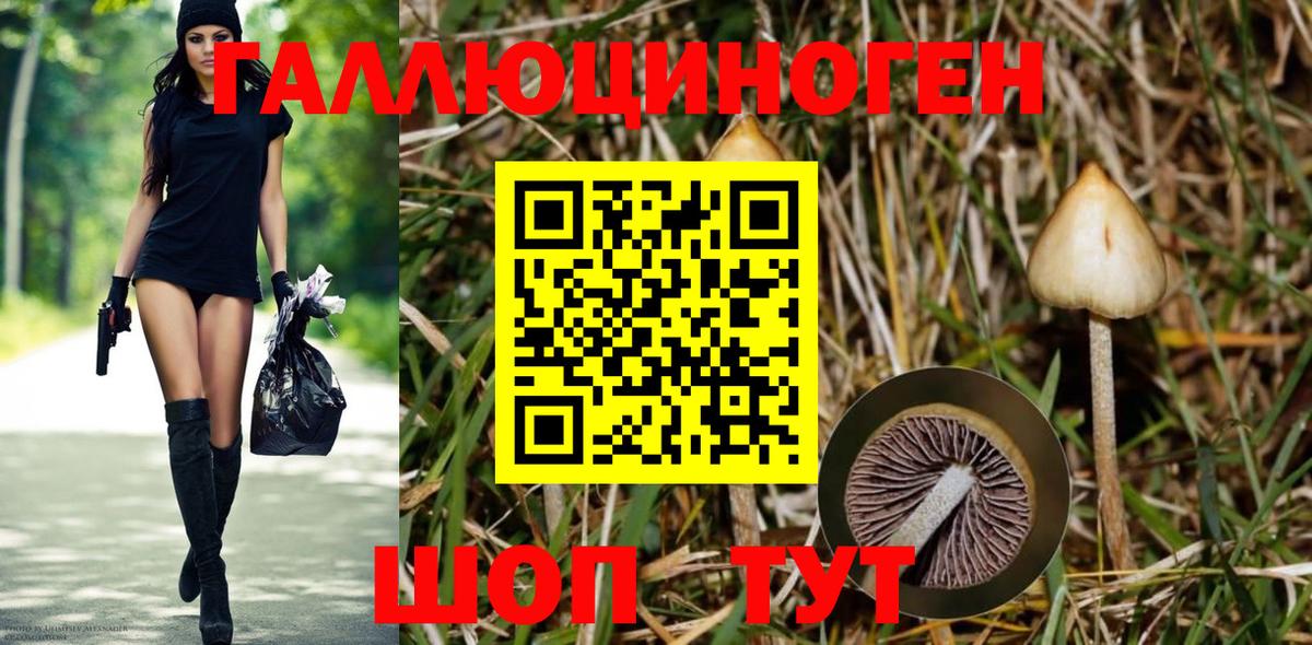Псилоцибиновые грибы MAGIC MUSHROOMS  закладки  Тайшет  Вход с VPN 